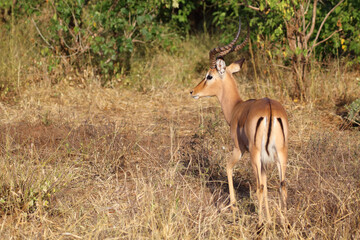 Fototapeta premium Schwarzfersenantilope / Impala / Aepyceros melampus