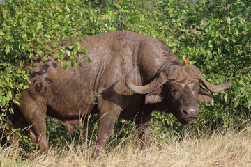Fototapeta premium Kaffernbüffel / African buffalo / Syncerus caffer