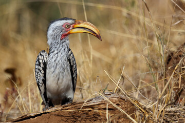 Fototapeta premium Rotringtoko oder Südlicher Gelbschnabeltoko / Southern yellow-billed hornbill / Tockus leucomelas