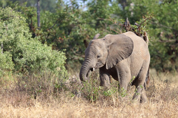 Fototapeta premium Afrikanischer Elefant / African elephant / Loxodonta africana
