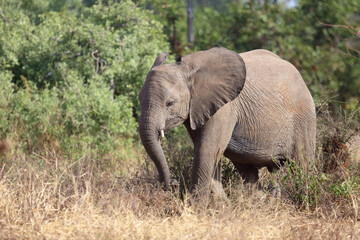 Fototapeta premium Afrikanischer Elefant / African elephant / Loxodonta africana