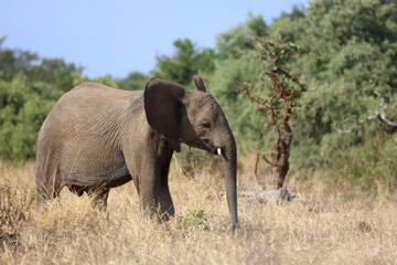 Fototapeta premium Afrikanischer Elefant / African elephant / Loxodonta africana