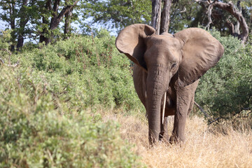 Fototapeta premium Afrikanischer Elefant / African elephant / Loxodonta africana