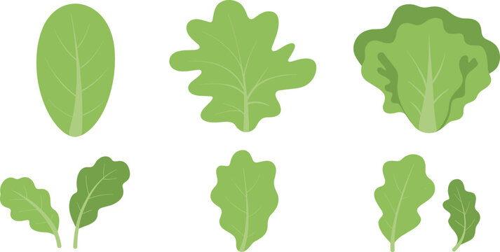 Fresh green lettuce salad leaves and spinach vegetable vector illustration set isolated on white background for healthy food design