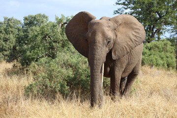 Fototapeta premium Afrikanischer Elefant / African elephant / Loxodonta africana