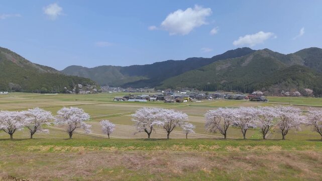 加古川　堤防　桜　並木　満開