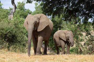 Fototapeta premium Afrikanischer Elefant / African elephant / Loxodonta africana