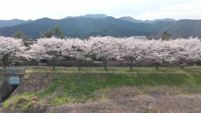加古川　堤防　桜　並木　満開