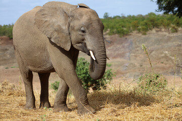 Fototapeta premium Afrikanischer Elefant / African elephant / Loxodonta africana