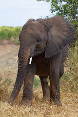 Obraz premium Afrikanischer Elefant / African elephant / Loxodonta africana