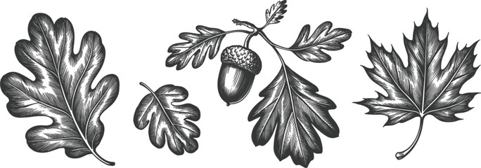 Autumn leaves hand drawn sketch collection, maple and oak foliage with acorn isolated on white © Sanjina