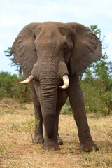 Obraz premium Afrikanischer Elefant / African elephant / Loxodonta africana