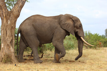 Fototapeta premium Afrikanischer Elefant / African elephant / Loxodonta africana