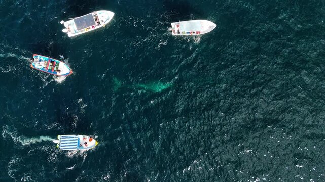 Gray whales in Mexico gently approach tourist boats, forming a curious pod as they interact with people, allowing close contact and even rubbing against outstretched hands in a rare wildlife encounter