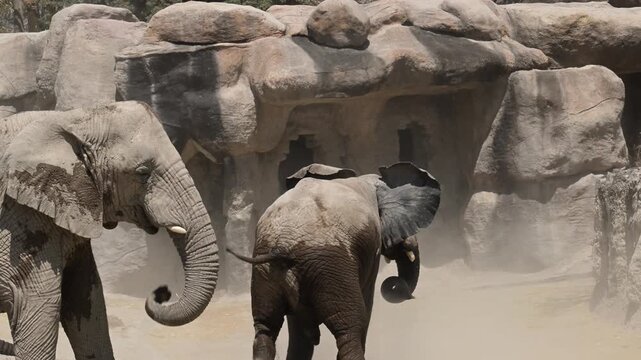 herd of elephants playing with the ground.