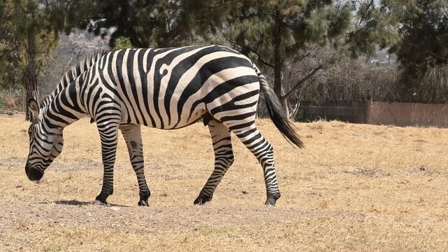 Zebra feeding in the meadow