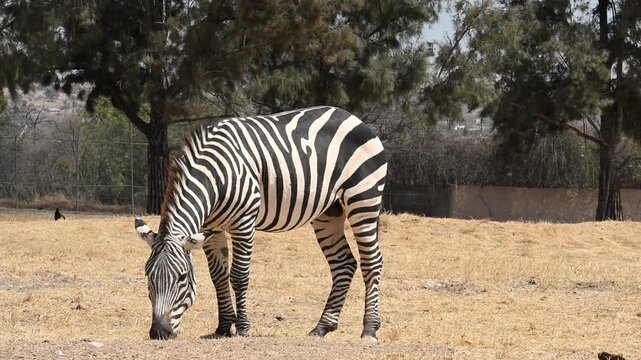 Zebra grazing in the sun