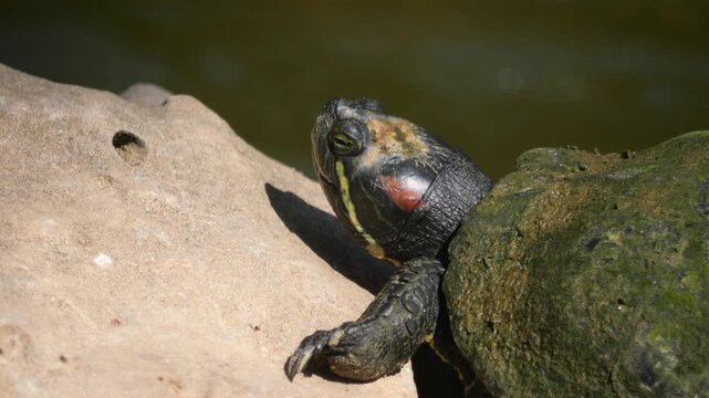 Red eared slider turtle resting on rock near water close up detailed shot.