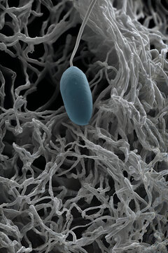 Human Sperm Cell Partially Embedded in Zona Pellucida Fibrils