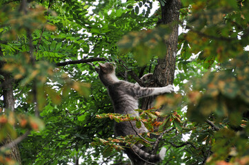 Fototapeta premium Domestic Cat Climbing a Tree in a Lush Forest