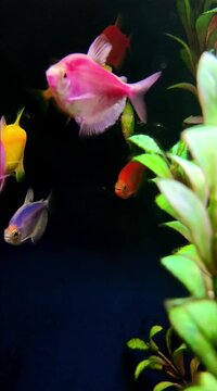GloFish Swimming in Aquarium Neon Colorful Fish Footage.