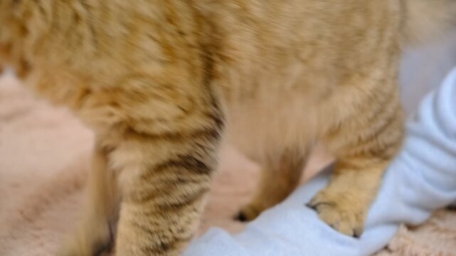 Cute fluffy kitten plays with girl and playfully bites her hand with funny emotions. An aggressive tabby cat playfully fighting the owner's arm. Pet humor, funny pet, animal love concept