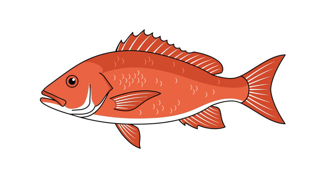 Simple flat vector of a whole snapper fish (red snapper style), clean outline, minimal detail, seafood market concept, limited color palette, isolated on white background