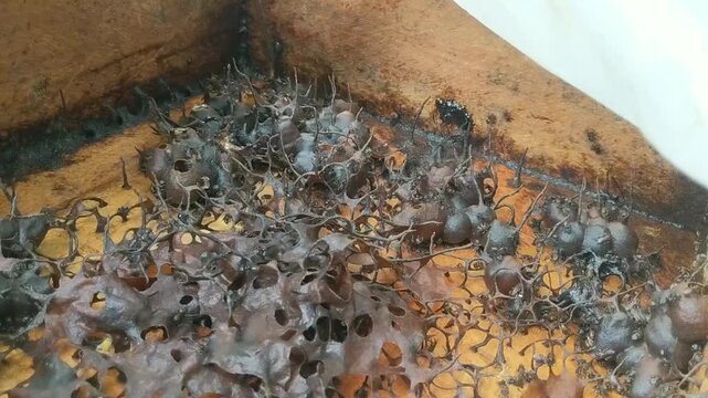 Trigonal bee honeycomb harvest on the farm