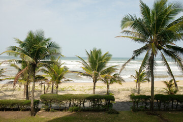 Fototapeta premium Coconut palms stand tall along a tranquil beach. Gentle waves lap at the shore. Bright blue sky stretches overhead. Lush green grass borders the sand. This scene captures peaceful seaside calm