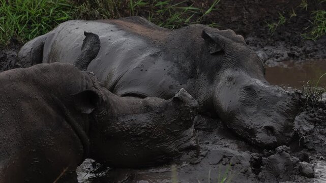 Rhinoceroses wallowing in muddy water under warm sunlight, massive bodies covered in wet earth as they rest and cool down, natural behavior captured in a raw wildlife scene in their rugged habitat.