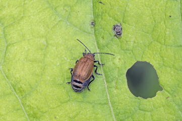 アザミオオハムシの雌（北海道・鶴居村）  © 愛 高行