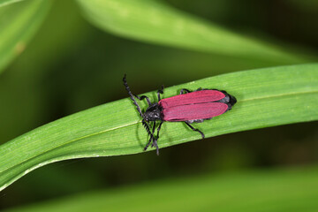 クシヒゲベニボタル（北海道・鶴居村）  © 愛 高行