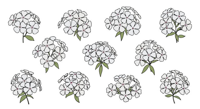 Illustration of multiple white hydrangea flowers with green leaves on a white background, in a simple line drawing style.