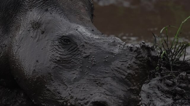 Rhinoceroses wallowing in muddy water under warm sunlight, massive bodies covered in wet earth as they rest and cool down, natural behavior captured in a raw wildlife scene in their rugged habitat.