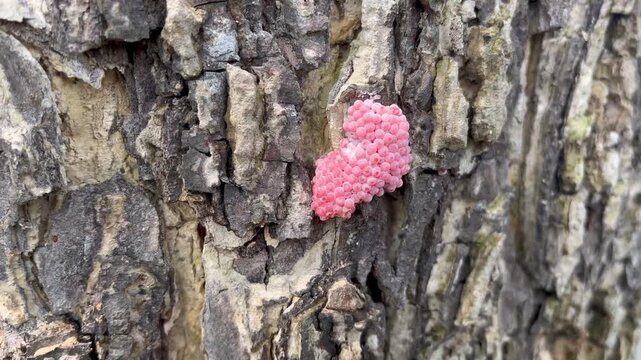 Pink Apple Snail Eggs on Rough Grey Tree Bark Texture