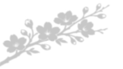 Realistic Sakura Cherry Blossom Branch with Flowers and Buds Shadow Overlay Effect on White Wall,...