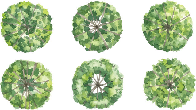 Watercolor tree top view collection, set of 6 architectural landscape plan symbols, green forest canopy overhead icons for site mapping and design