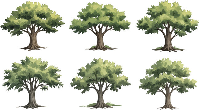 Oak tree vector set with green foliage, collection of 6 deciduous trees with brown trunks, realistic botanical illustrations for landscape design