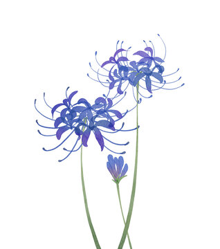 Watercolor Blue Spider Lily Higanbana Clipart Set. Hand-painted blue lycoris radiata flowers, buds and stems on transparent background PNG clipart.300dpi