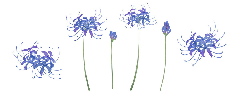 Watercolor Blue Spider Lily Higanbana Clipart Set. Hand-painted blue lycoris radiata flowers, buds and stems on transparent background PNG clipart.300dpi