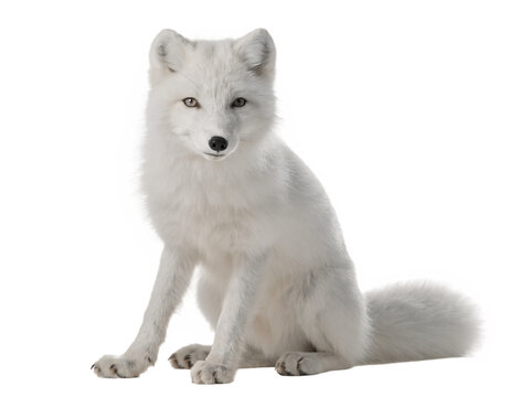 A white arctic fox with thick winter fur and a bushy tail sits in a three-quarter view against a solid black background.
