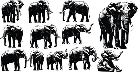 Collection of African Elephant Silhouette Vector Graphics Featuring Majestic Wildlife in Various Poses for Nature Conservation and Safari Themed Design © MostAnzuara