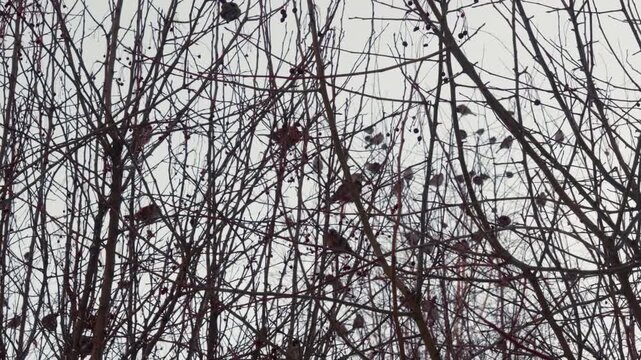 Dense entangled branches fill frame, sparrows clinging to twigs, stark monochrome contrast, intricate linework and chaotic pattern, cinematic mood for background, art installation