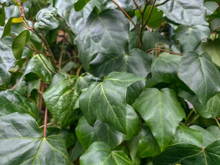 Fototapeta premium Lush, close-up texture of vibrant green English ivy leaves growing on a garden fence, perfect for botanical backgrounds or nature-themed projects.
