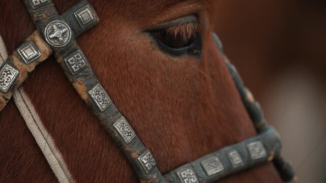 Horse And Harness Closeup Golden Eagle Festival In Mongolia