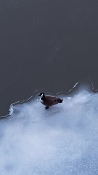 A Canada goose that stayed through winter walks alone on a small patch of river ice, seen from above in a quiet vertical wildlife scene during early spring thaw.