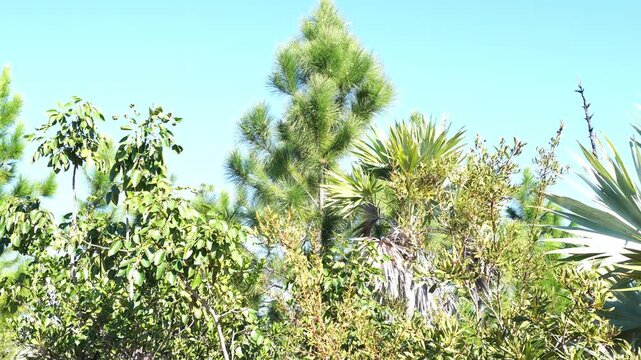 Low-angle shot of diverse subtropical flora featuring a prominent pine tree, fan palms, and broadleaf shrubs against a clear blue sky. High exposure, natural daylight, sharp focus on mixed textures.