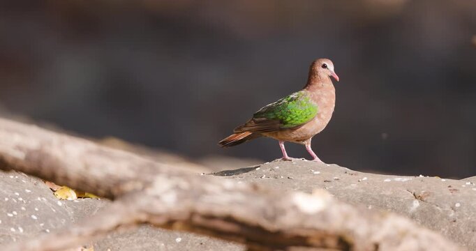 Emerald Dove walking on a stream rock; slow-motion sequence in the deep Sahyadri jungle.