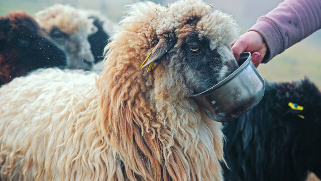 Woolly Sheep Drinking From Farmers Metal Bowl. Close-up of a woolly sheep drinking from a metal bowl held by a farmer, showing livestock care on a rural farm.