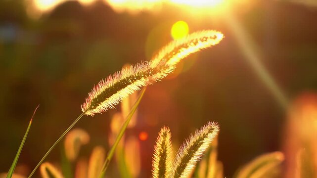 Close Up of Wild Grass in Golden Sunset Light with Beautiful Lens Flare. Macro Nature Footage of Swaying Plants During Golden Hour.